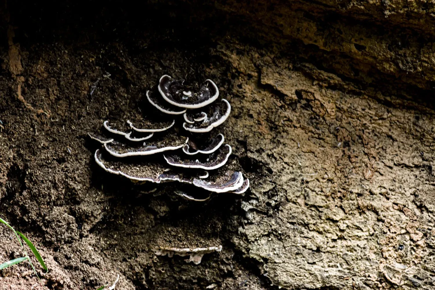 SLITHER Gallery 9